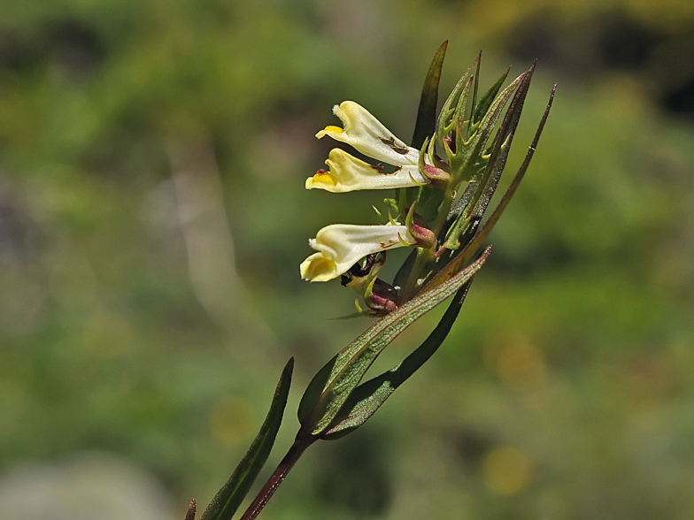 Melampyrum pratense