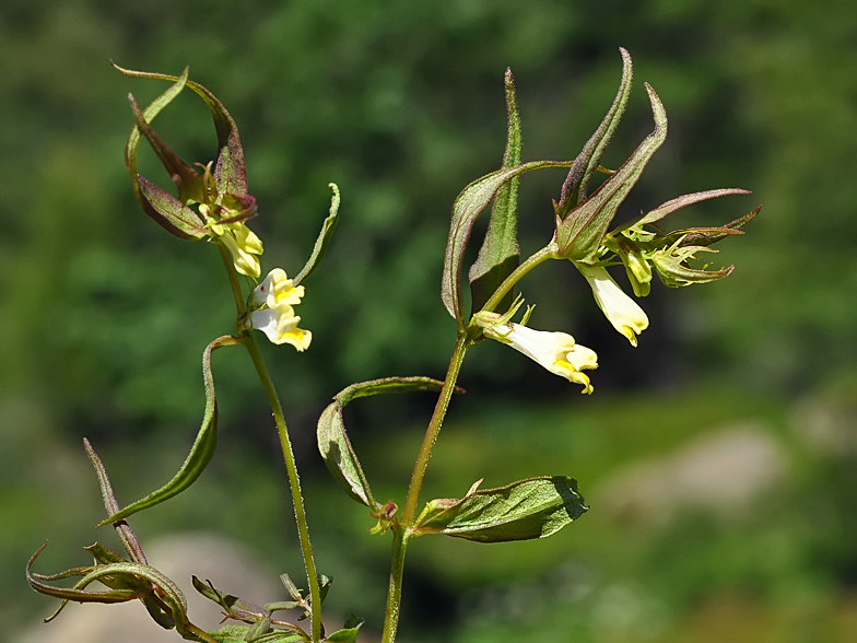 Melampyrum pratense