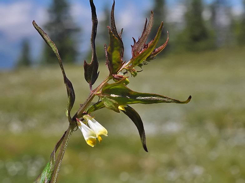 Melampyrum pratense