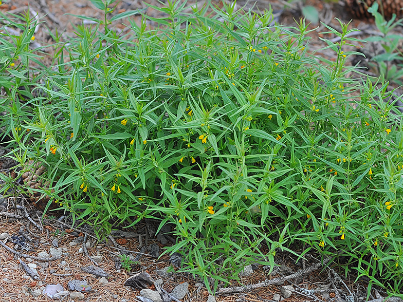 Melampyrum sylvaticum