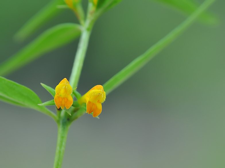 Melampyrum sylvaticum