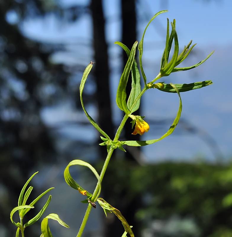 Melampyrum sylvaticum