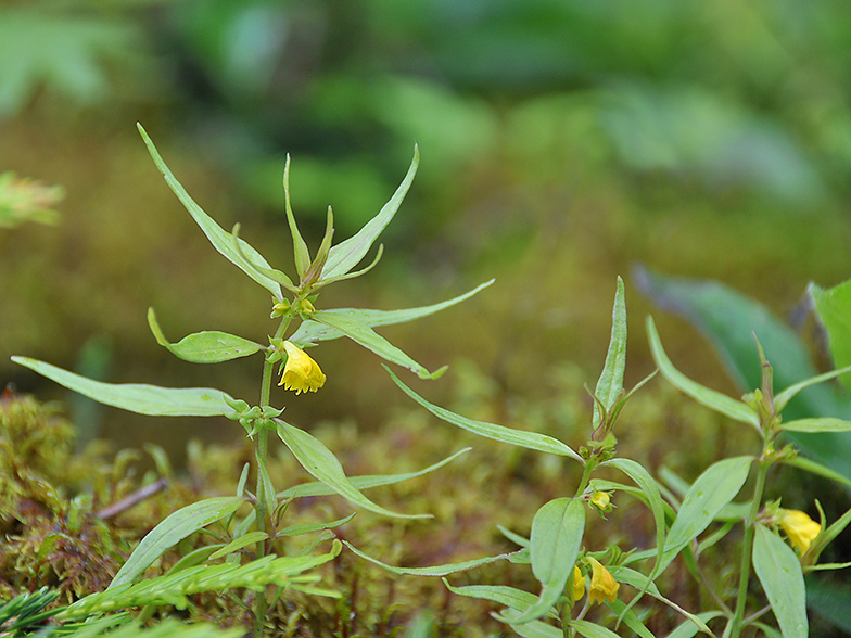 Melampyrum sylvaticum