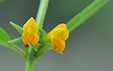 Melampyrum sylvaticum