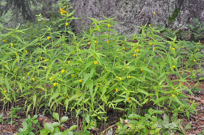 Melampyrum sylvaticum