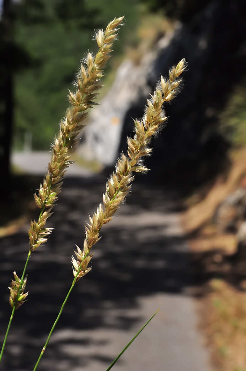 Melica ciliata