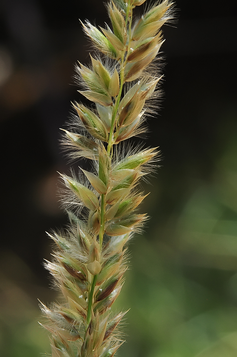 Melica ciliata