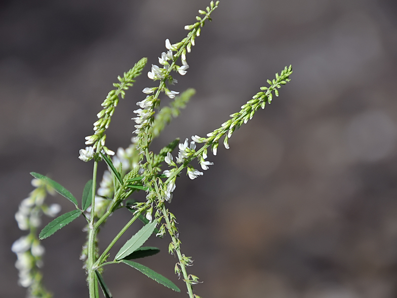 Melilotus albus