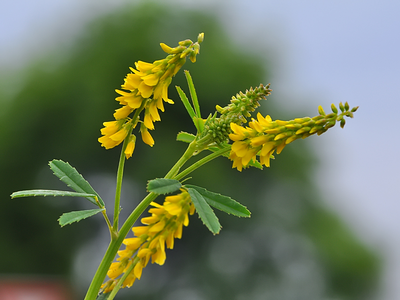 Melilotus officinalis