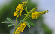 Melilotus officinalis