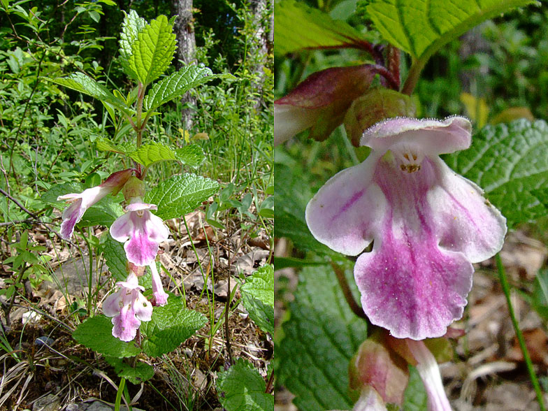 Melittis melissophyllum