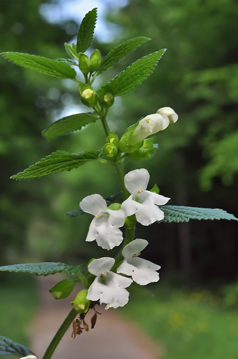 Melittis melissophyllum