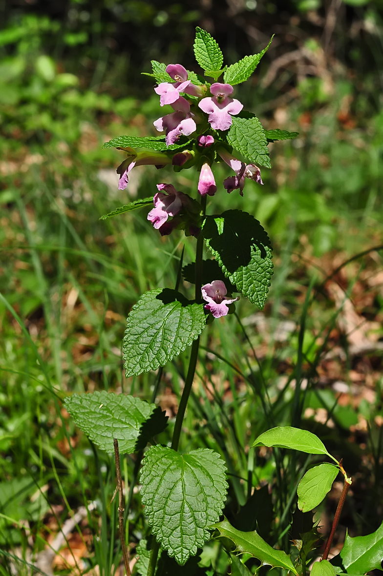 Melittis melissophyllum