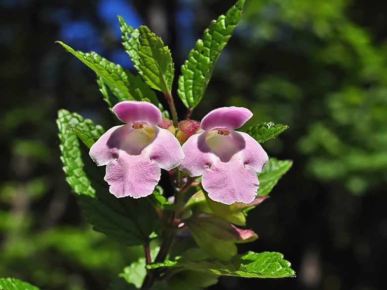 Melittis melissophyllum