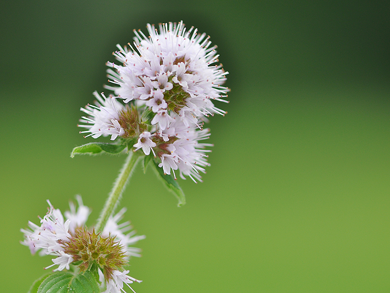 Mentha aquatica