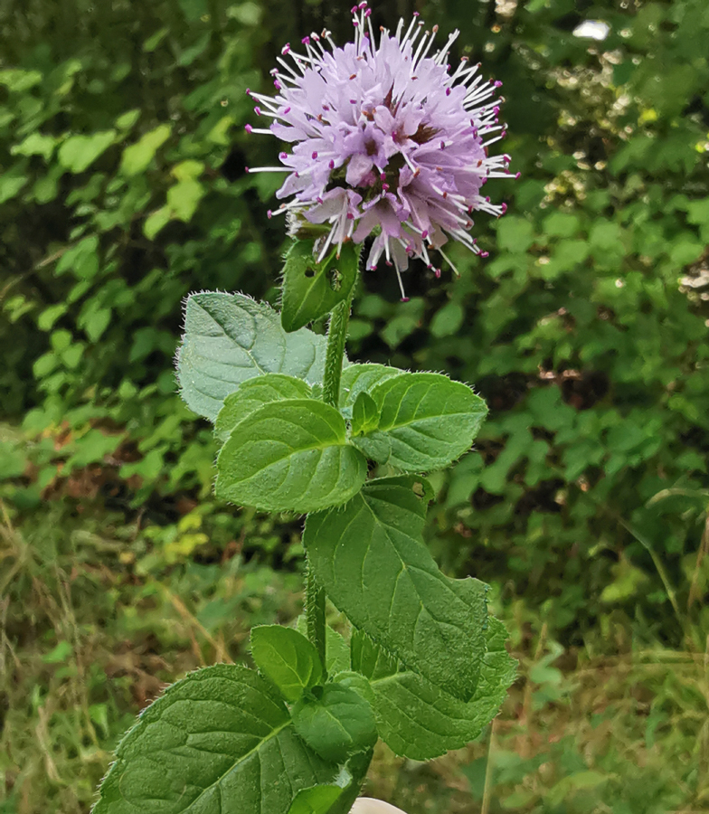 Mentha aquatica