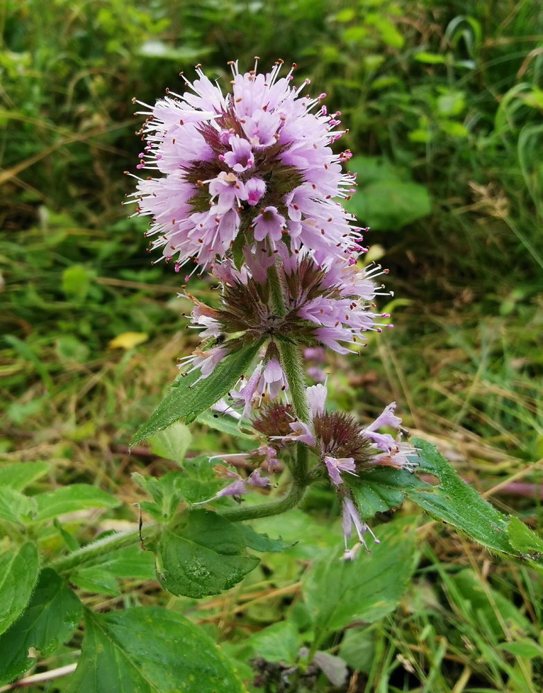 Mentha aquatica