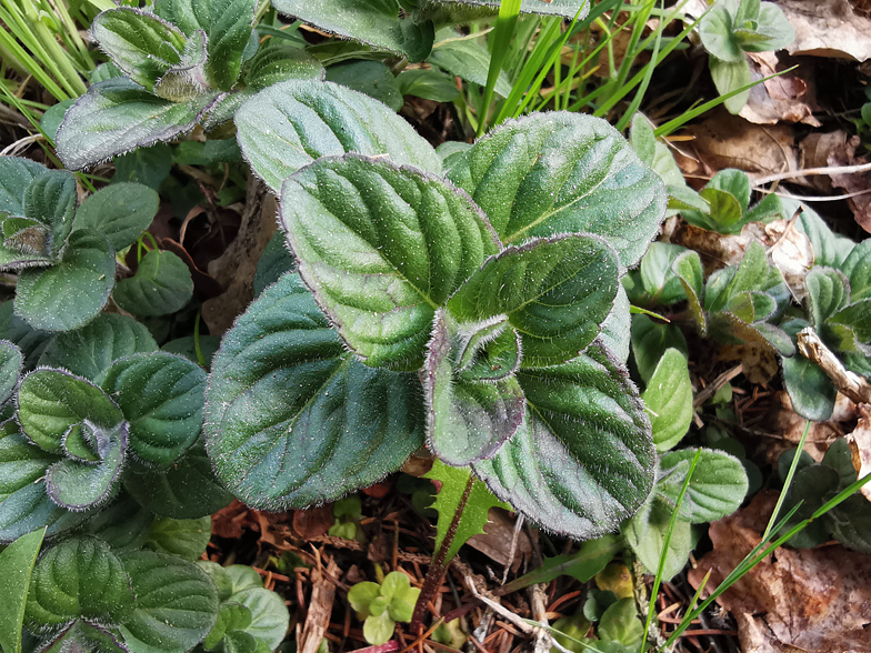 Mentha aquatica