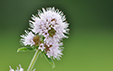 Mentha aquatica