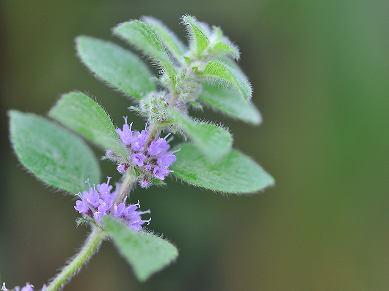 Mentha arvensis