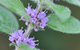 Mentha arvensis