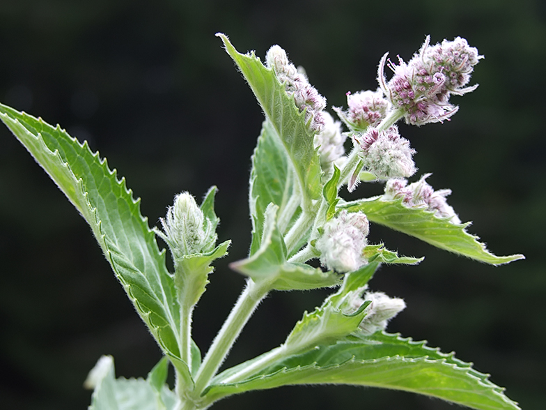 Mentha longifolia