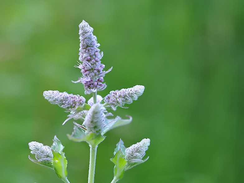 Mentha longifolia