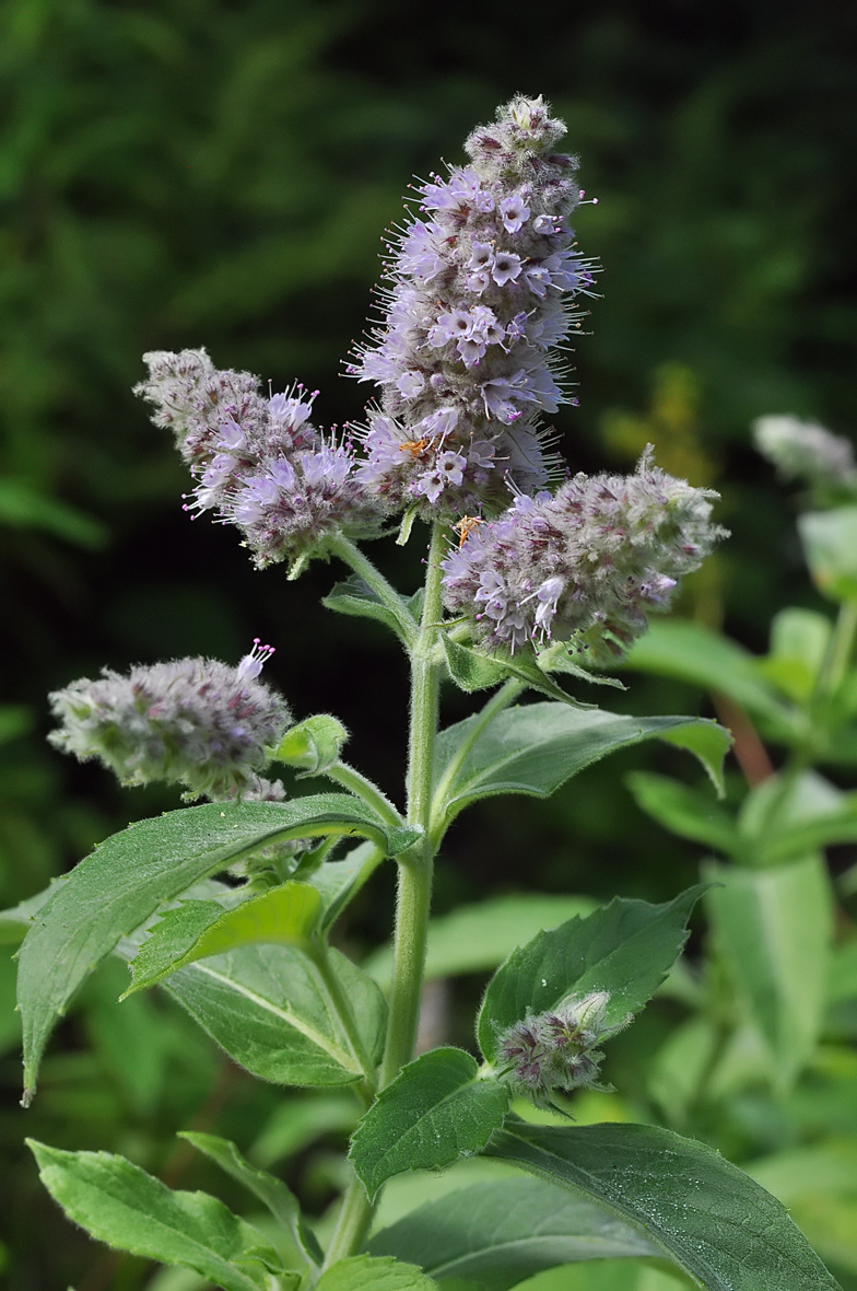 Mentha longifolia