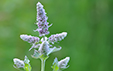 Mentha longifolia