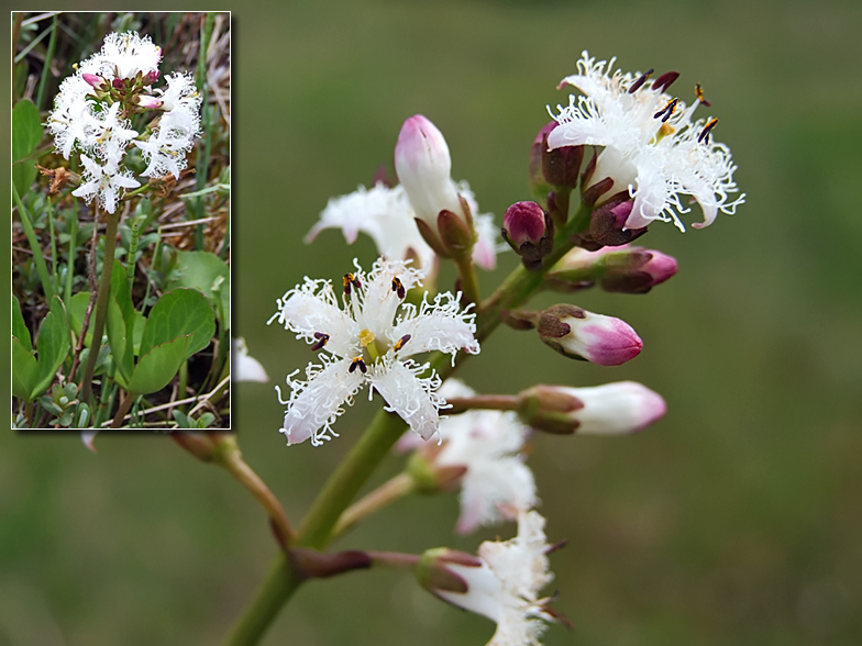 Menyanthes trifoliata