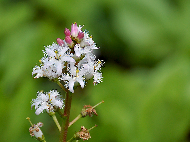 Menyanthes trifoliata