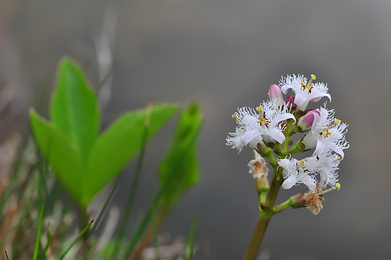 Menyanthes trifoliata