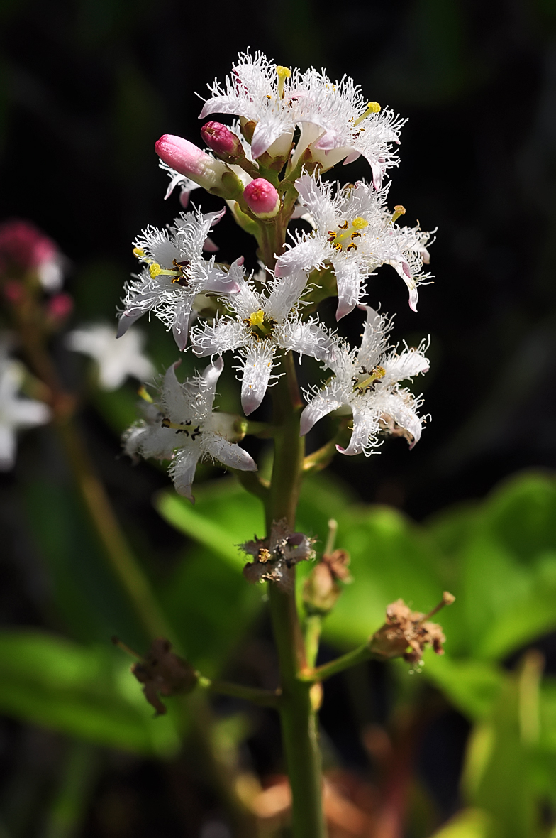 Menyanthes trifoliata