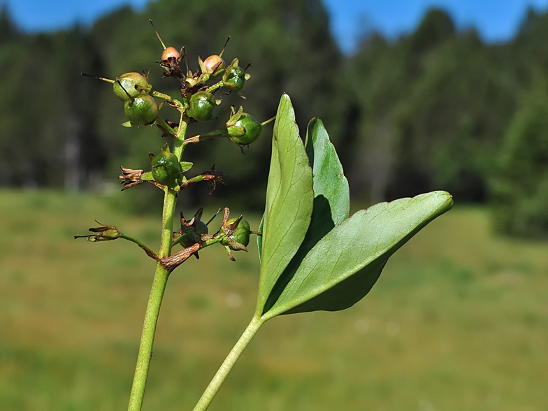 Menyanthes trifoliata