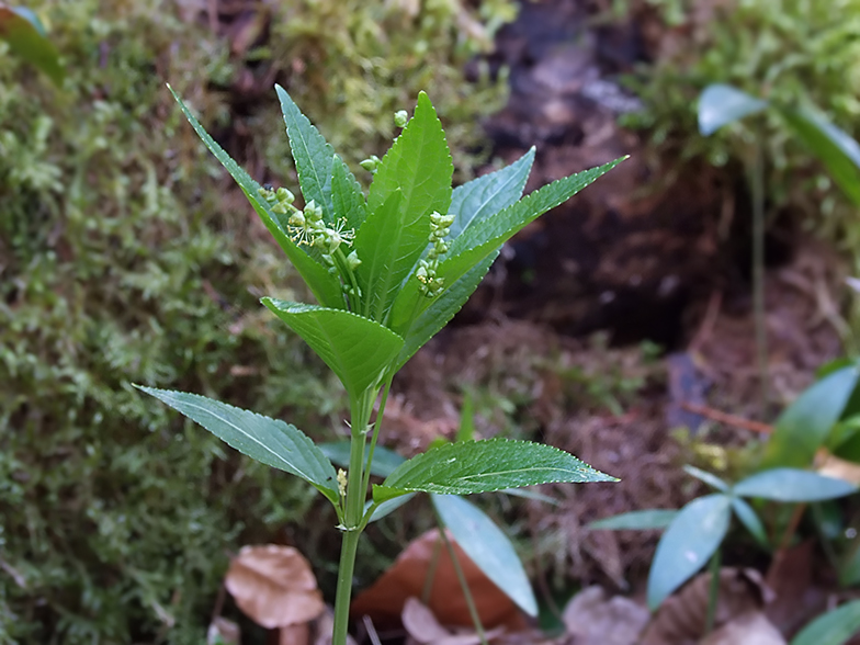 Mercurialis perennis