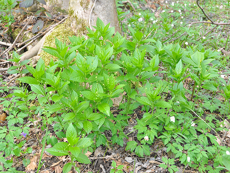 Mercurialis perennis