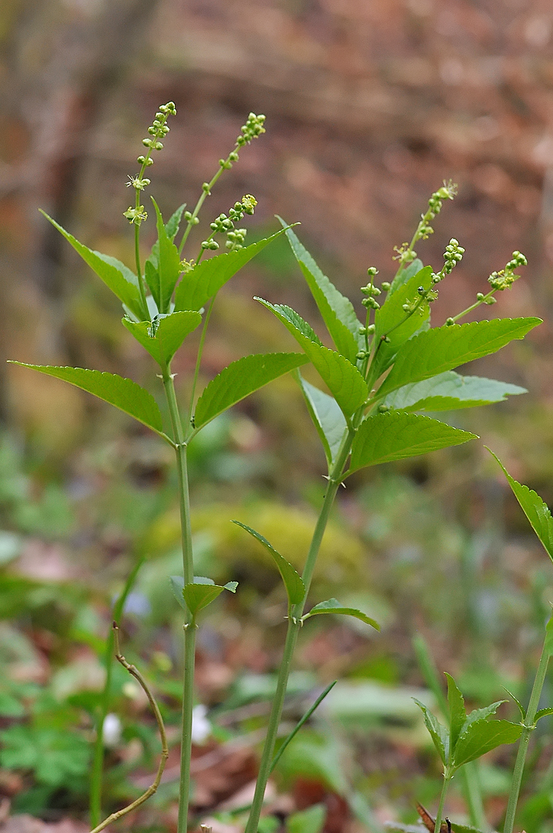 Mercurialis perennis