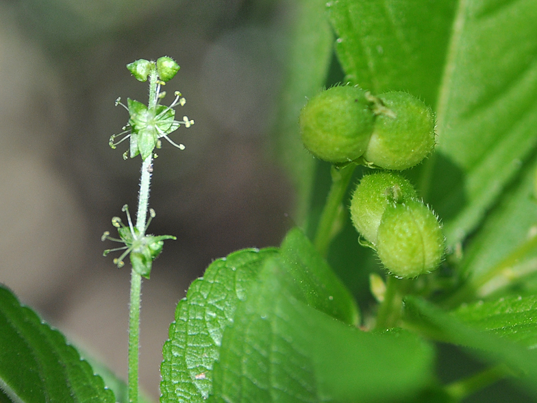 Mercurialis perennis