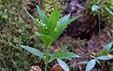 Mercurialis perennis