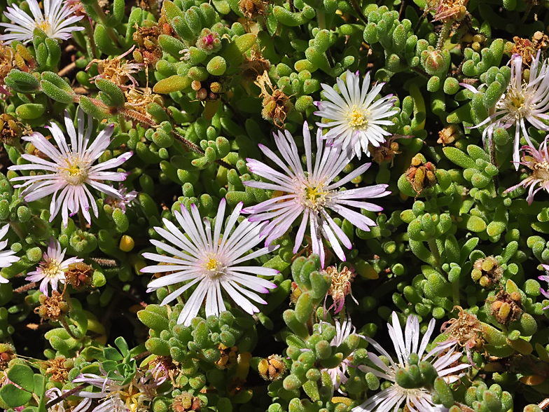 Mesembryanthemum nodiflorum