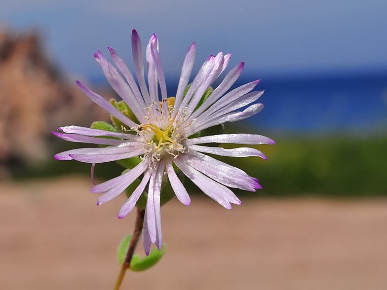 Mesembryanthemum nodiflorum