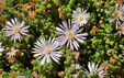 Mesembryanthemum nodiflorum