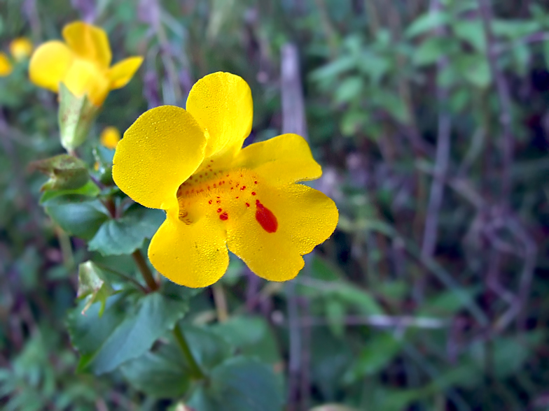 Mimulus guttatus