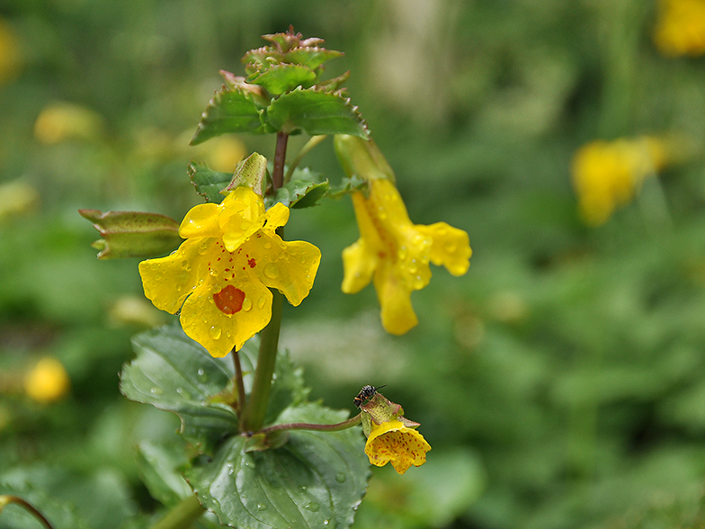 Mimulus guttatus