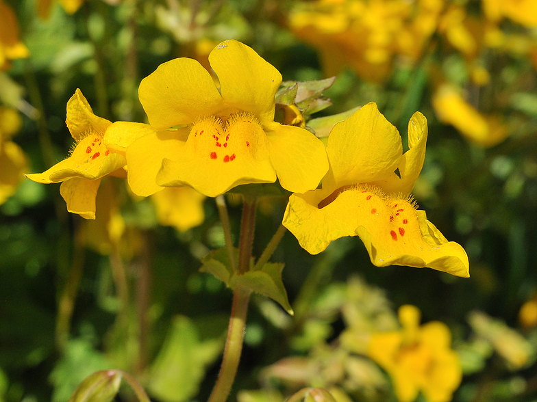 Mimulus guttatus