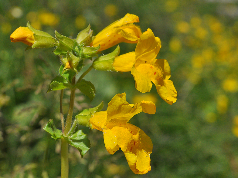 Mimulus guttatus