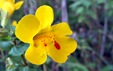 Mimulus guttatus