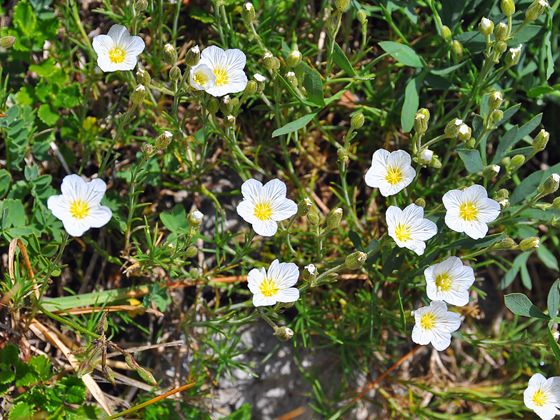 Minuartia capillacea