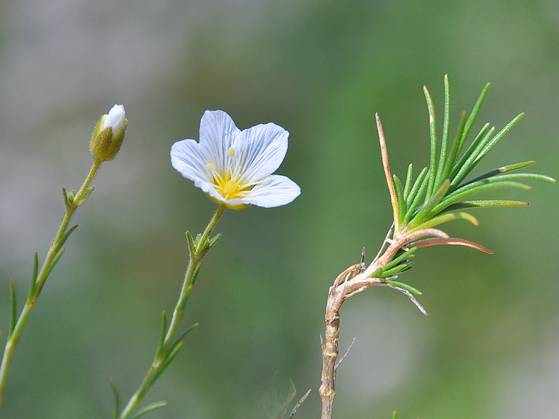 Minuartia capillacea