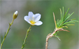 Minuartia capillacea